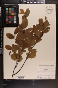 Amelanchier canadensis image