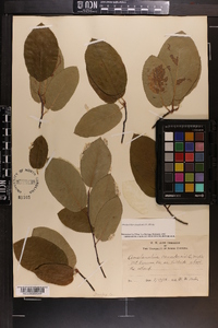 Amelanchier canadensis image