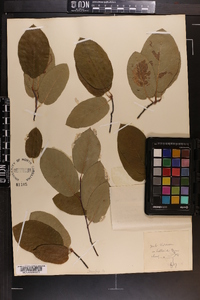 Amelanchier canadensis image