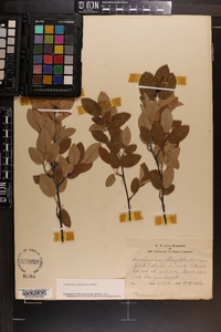 Amelanchier canadensis image