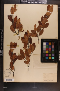 Amelanchier canadensis image