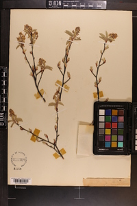 Amelanchier canadensis image