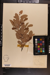 Amelanchier canadensis image