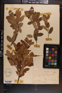 Amelanchier canadensis image