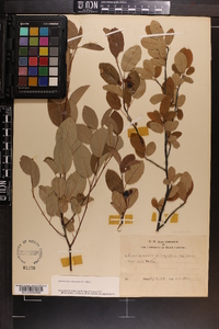 Amelanchier canadensis image