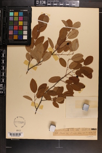 Amelanchier canadensis image