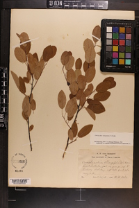 Amelanchier canadensis image