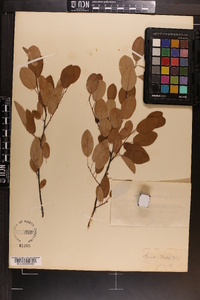 Amelanchier canadensis image