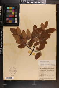 Amelanchier canadensis image