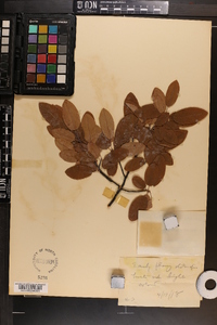 Amelanchier canadensis image