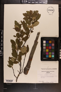 Amelanchier canadensis image