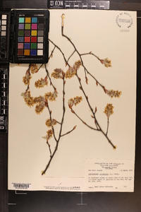 Amelanchier canadensis image