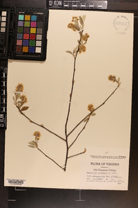 Amelanchier canadensis image