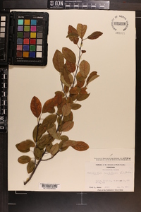 Amelanchier canadensis image