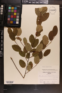 Amelanchier canadensis image