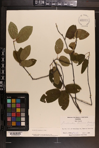 Amelanchier canadensis image