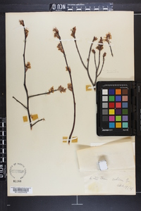 Amelanchier canadensis image