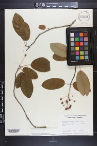 Amelanchier canadensis image