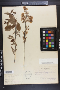 Amelanchier canadensis image