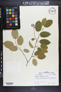 Amelanchier canadensis image