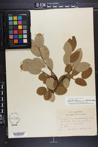 Amelanchier canadensis image