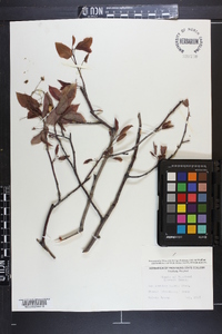 Amelanchier laevis image