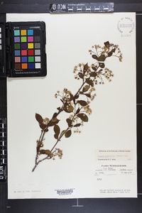 Aronia melanocarpa image