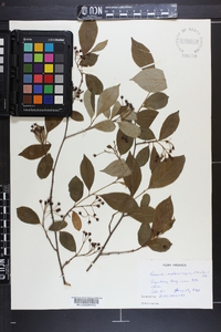 Aronia melanocarpa image