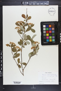 Aronia melanocarpa image