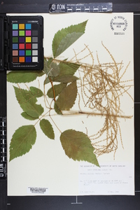 Aruncus dioicus image