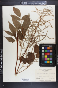 Aruncus dioicus image