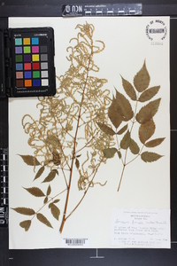 Aruncus dioicus image