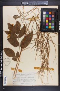 Aruncus dioicus image