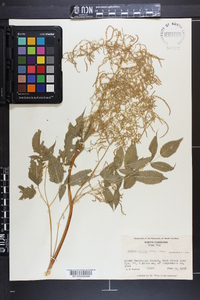 Aruncus dioicus image