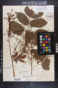 Aruncus dioicus image