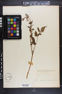 Aruncus dioicus image