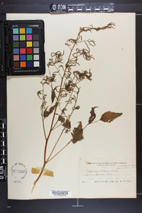 Aruncus dioicus image