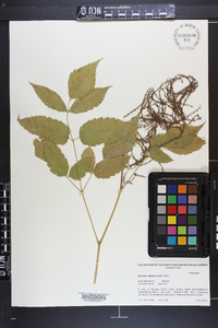 Aruncus dioicus image