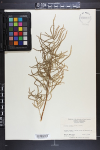 Aruncus dioicus image