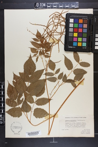 Aruncus dioicus image