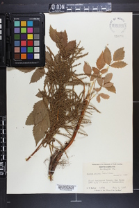 Aruncus dioicus image