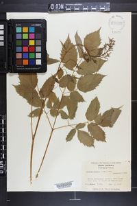 Aruncus dioicus image