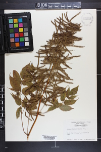 Aruncus dioicus image