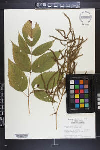 Aruncus dioicus image