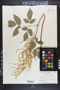 Aruncus dioicus image