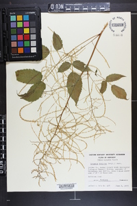 Aruncus dioicus image