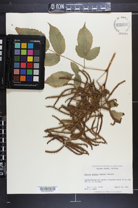 Aruncus dioicus image