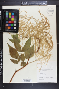 Aruncus dioicus image