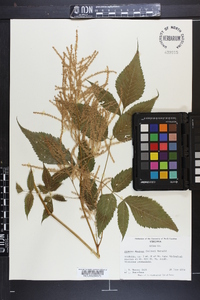 Aruncus dioicus image