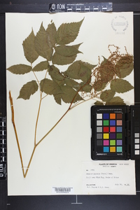 Aruncus dioicus image